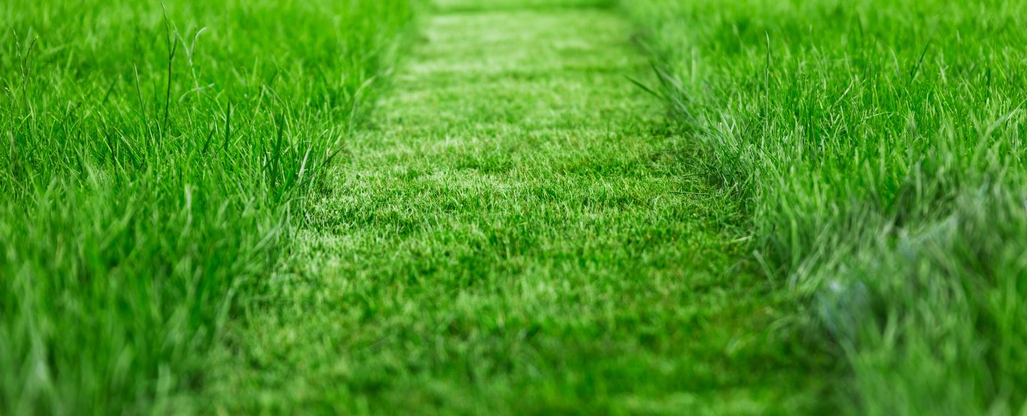 lawn mover cutting tall green grass valdosta ga